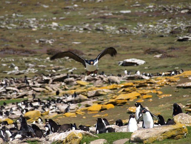 ../../Pictures/241209/079 Koenigskormoran.JPG